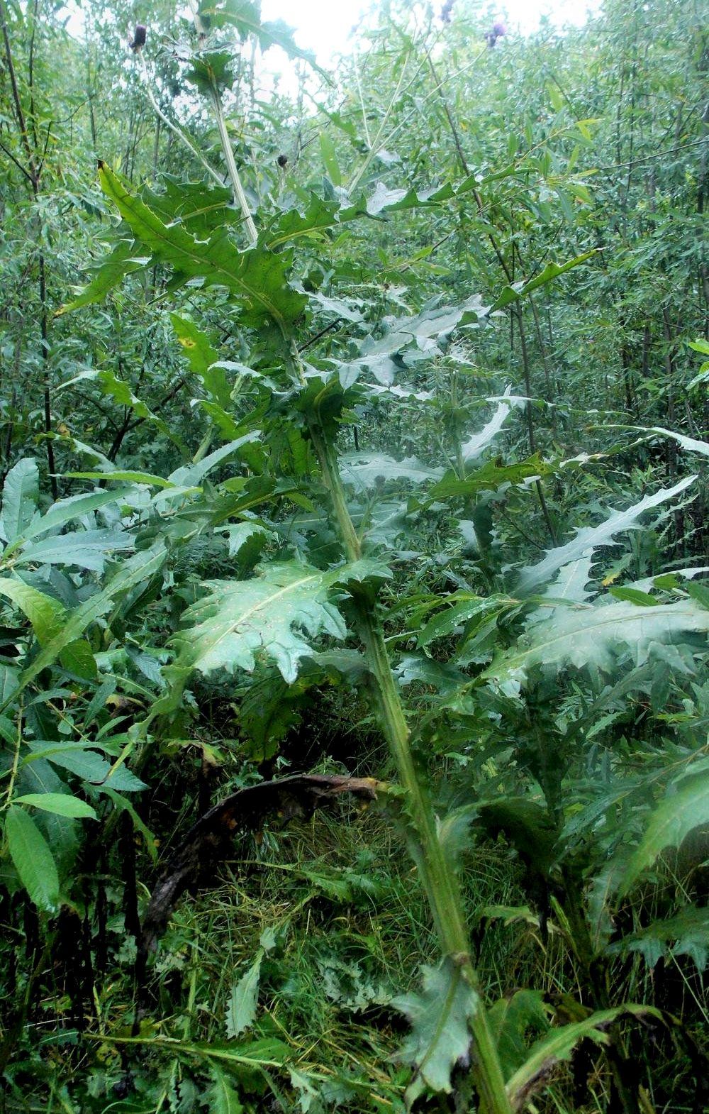 Jungle in Tskhenistskali valley