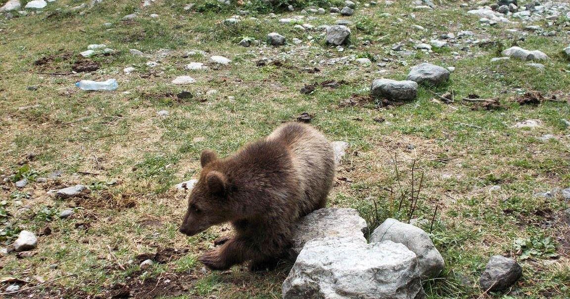 http://www.caucasus-trekking.com/Images/Blog/Georgian3/02_Bear.jpg