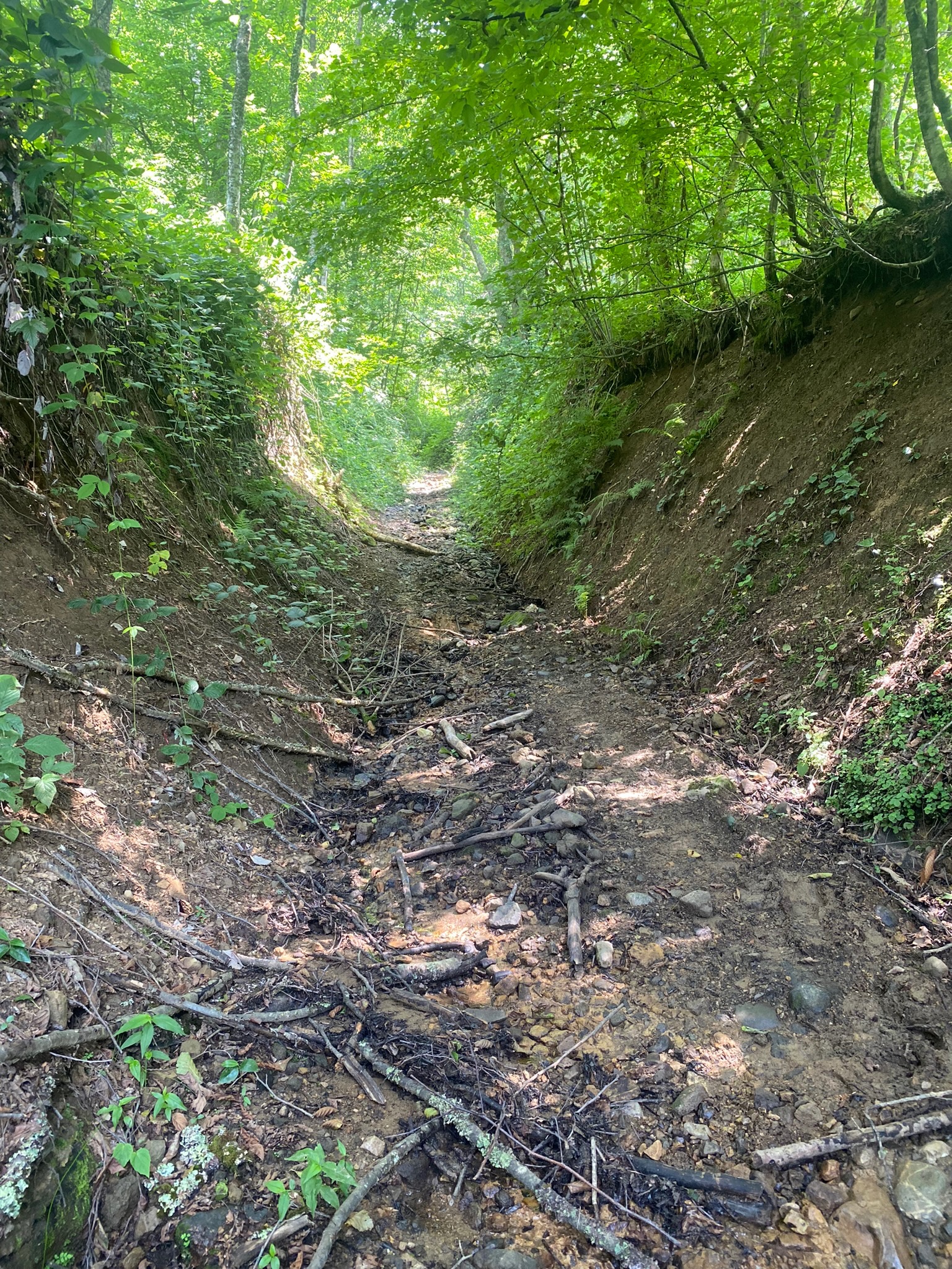 Dirt road through the forest